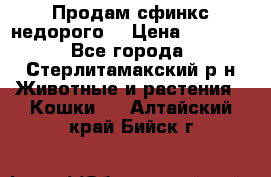 Продам сфинкс недорого  › Цена ­ 1 000 - Все города, Стерлитамакский р-н Животные и растения » Кошки   . Алтайский край,Бийск г.